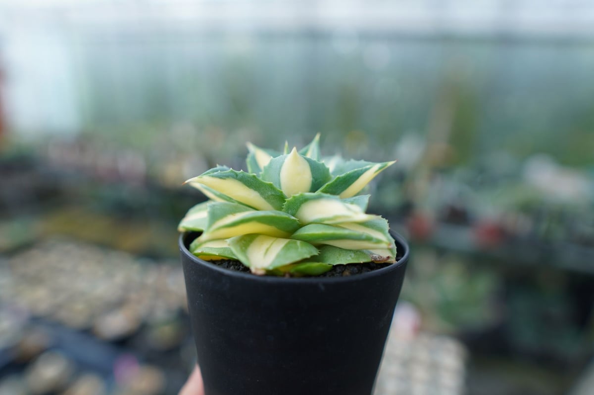 アガベ 王妃雷神錦 黄中斑 Agave “Ohi Raijin Nishiki Kinakah