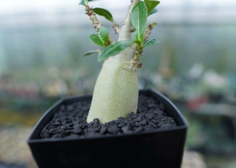 アデニウム　Adenium　No.2