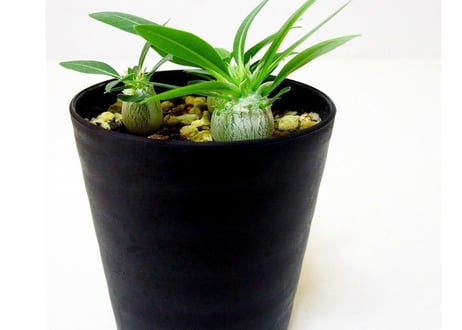 Pachypodium eburneum　パキポディウム　エブレネウム　実生苗３株セット