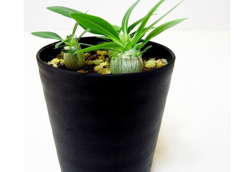 Pachypodium eburneum パキポディウム エブレネウム 実生苗3株セット