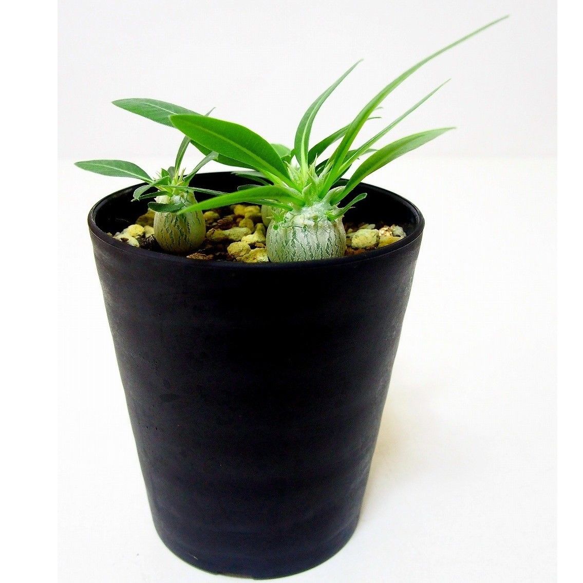 Pachypodium eburneum パキポディウム エブレネウム 実生苗3株セット