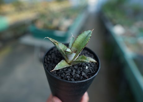 アガベ　チタノタ　 ブラックアンドブルー 　Agave titanota black and blue　No.2
