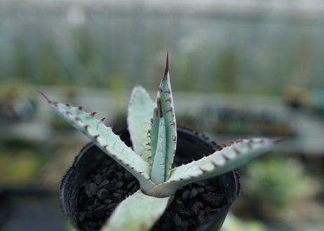 アガベ　屈原の舞扇 Agave 'Kutsugen no Maiougi'   No.2
