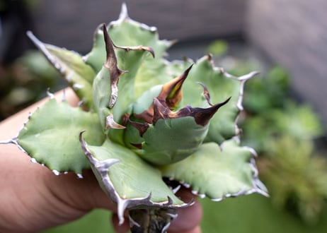 Agave titanota dwarf 姫厳龍NO.5