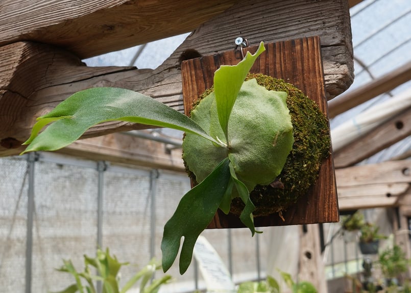 ビカクシダ P. bifurcatum 'Popcorn' (TC) | mana's fa