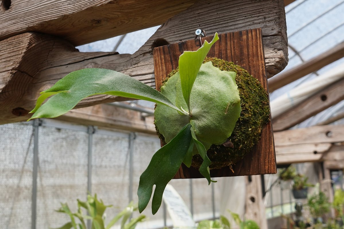ビカクシダ P. bifurcatum 'Popcorn' (TC) | mana's fa