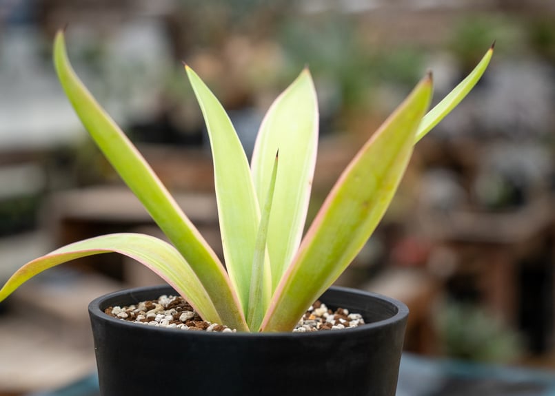 特価】 大型 アガベ ベネズエラ 抜き苗発送 特価】大型 アガベ