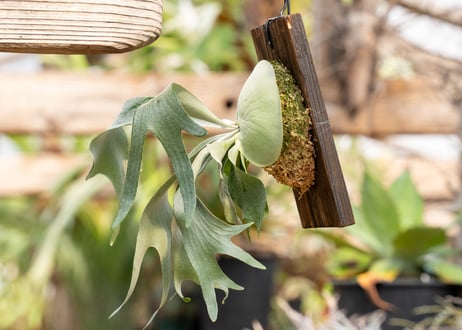 P. bifurcatum sp.white (TC)