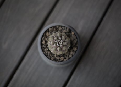 コピアポア 黒王丸 Copiapoa cinerea