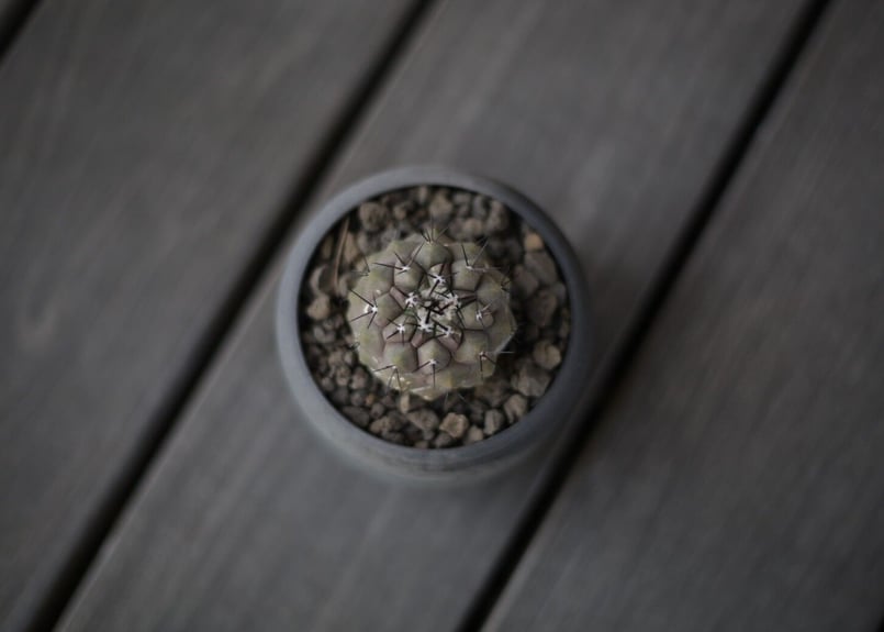 コピアポア 黒王丸 Copiapoa cinerea | mana's farm:塊根植物・ア