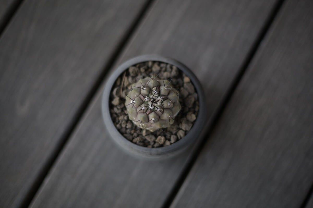コピアポア 黒王丸 Copiapoa cinerea | mana