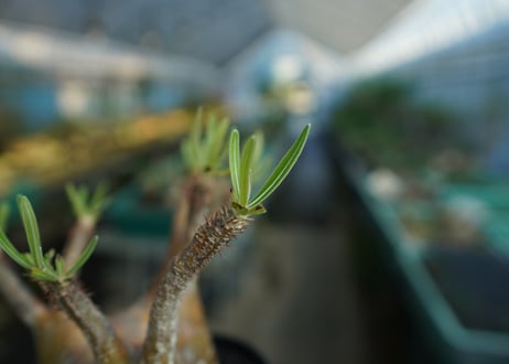 パキポディウム　グラキリス　 Pachypodium Gracilius  No.2