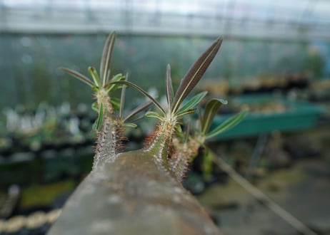 パキポディウム　グラキリス　Pachypodium gracilius　No.2