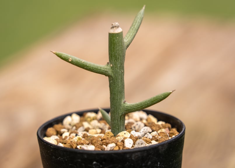 アデニア グロボーサ | mana's farm:塊根植物・アガベ・ドライガーデン