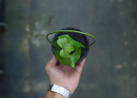 亀甲竜　Dioscorea elephantipes No.9
