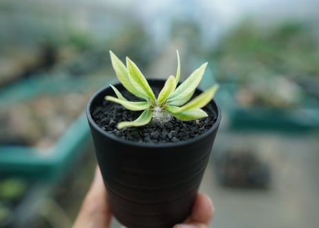 パキポディウム　恵比寿笑い　Pachypodium brevicaule　No.2