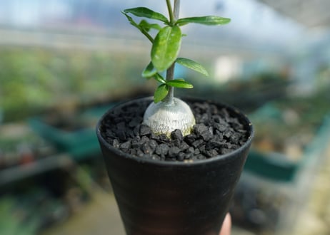 フォッケア　エデュリス　”火星人”　Fockea edulis  No.2