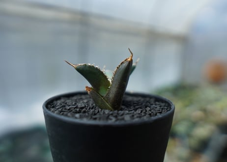 アガベ　チタノタ　FO-76　agave titanota  FO-76　No.2