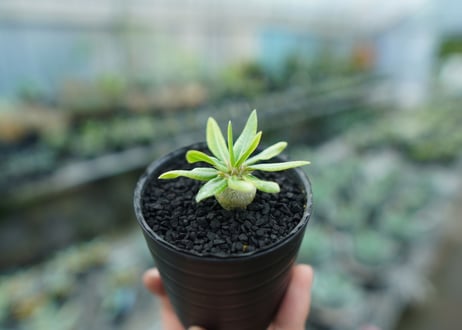 パキポディウム　恵比寿笑い　Pachypodium brevicaule　No.9