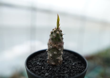 ユーフォルビア　パキポディオイデス  Euphorbia pachypodioides