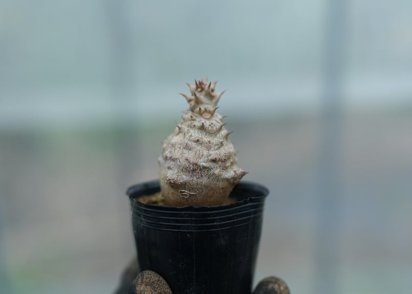 パキポディウム ウィンゾリー 沖縄実生 No.11 [2026/02/12] | mana's