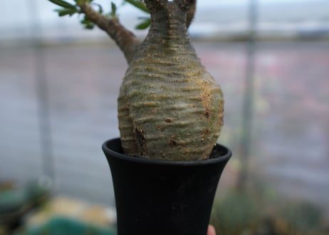 パキポディウム　グラキリス　Pachypodium  Gracilius No.3