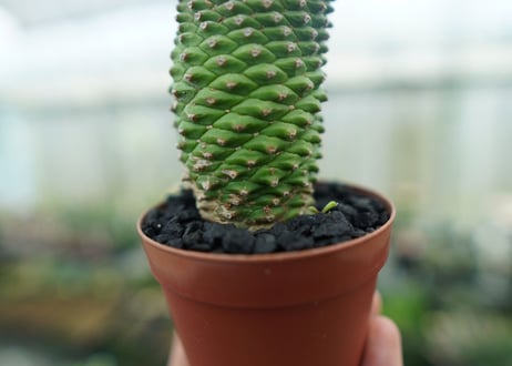 ユーフォルビア　ソテツキリン "パイナップルコーン"　Euphorbia sotetsukirin  No.5