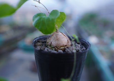 亀甲竜　Dioscorea elephantipes　No.9