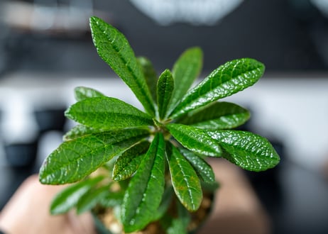 ドルステニア　ギガス　Dorstenia gigas　沖縄実生