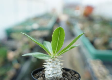 パキポディウム　デンシフローラム Pachypodium densiflorum