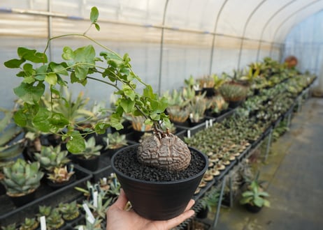 亀甲竜　Dioscorea elephantipes　No.2