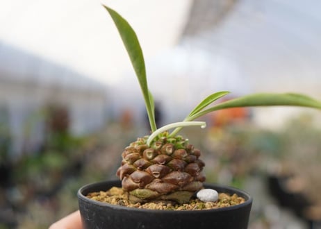 ユーフォルビア　鉄甲丸 NO.1