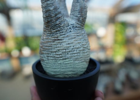 【未発根】パキポディウム　グラキリス　 Pachypodium Gracilius  No.10