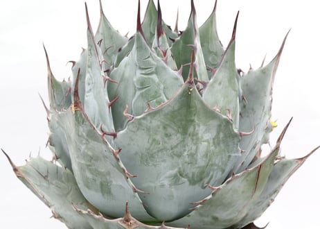Agave parrasana Globe  no.2