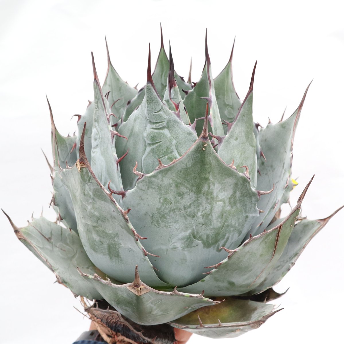 Agave parrasana Globe no.2 | mana's farm:塊根植物・