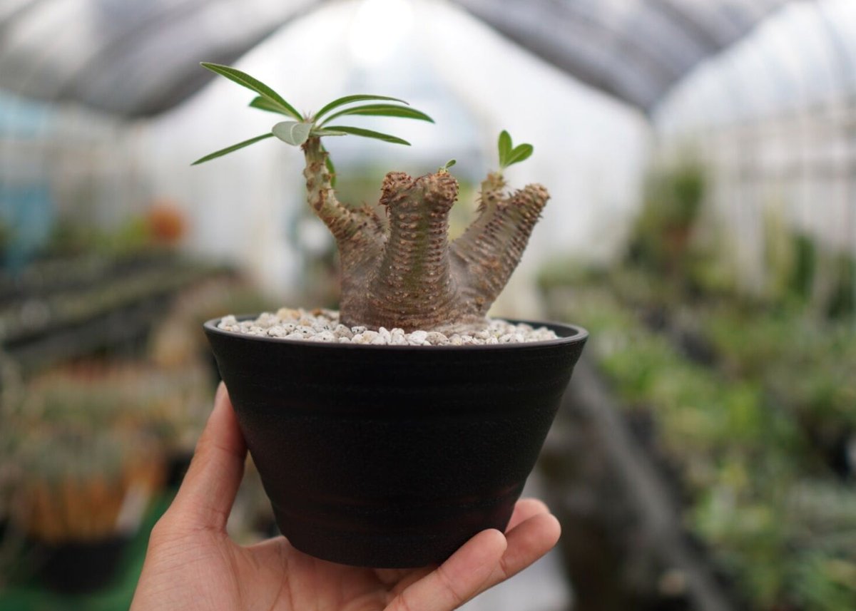 パキポディウム マカイエンセ NO.2 | mana's farm:塊根植物・アガベ