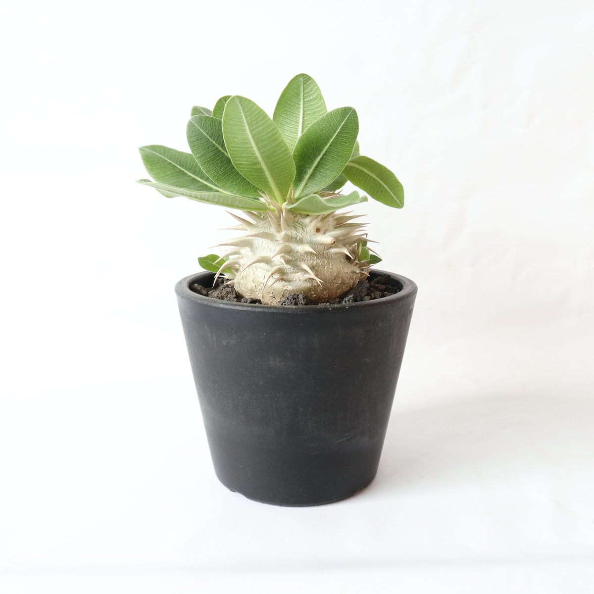 パキポディウム エブレネウム 国内実生株 №2 | mana's farm:塊根