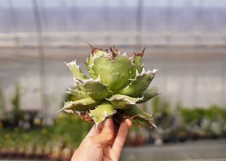 アガベ　titanota  dwarf　No.2