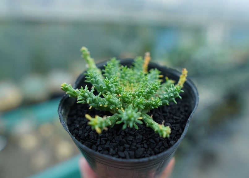 ユーフォルビア ゴルゴニス Euphorbia gorgonis No.3 | mana's...