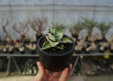 アガベ　チタノタ　 ブラックアンドブルー 　Agave titanota black and blue　No.1