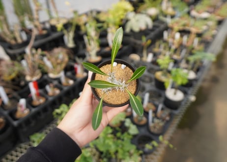 パキポディウム　デンシフローラム　Pachypodium densiflorum