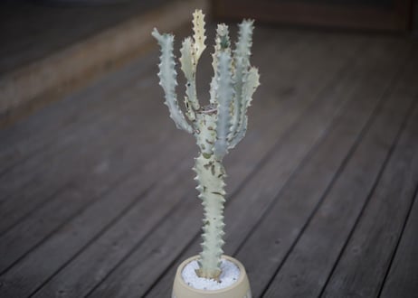 ユーフォルビア ホワイトゴースト Euphorbia lactea White Ghost