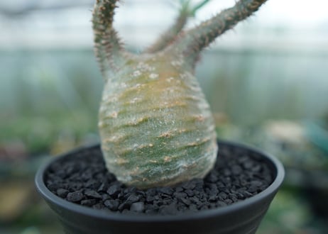 パキポディウム　グラキリス　 Pachypodium Gracilius  No.3