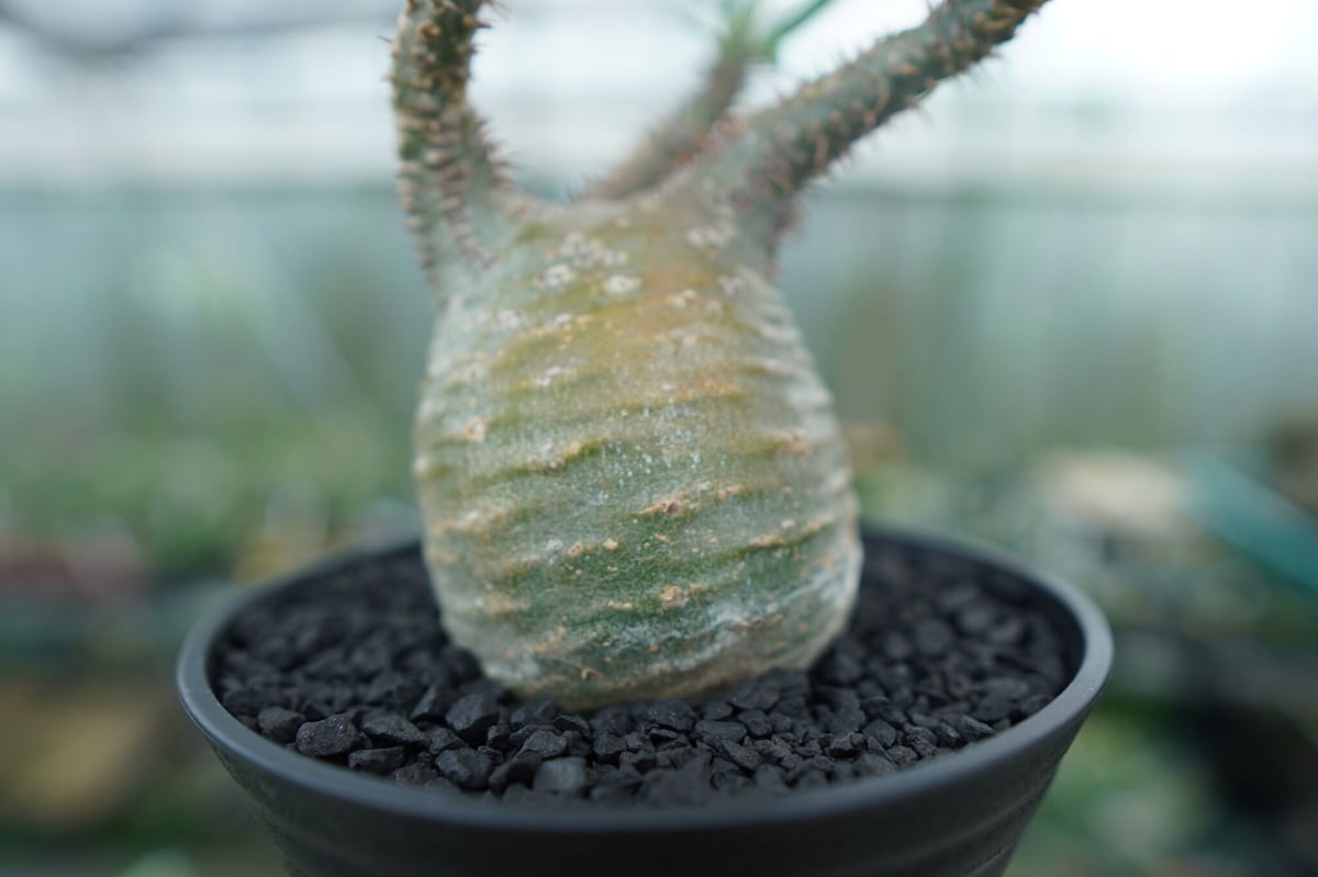 パキポディウム グラキリス手乗りPachypodium gracilius パキポディウム グラキリス Pachypodium Gracilius No.3 | ma