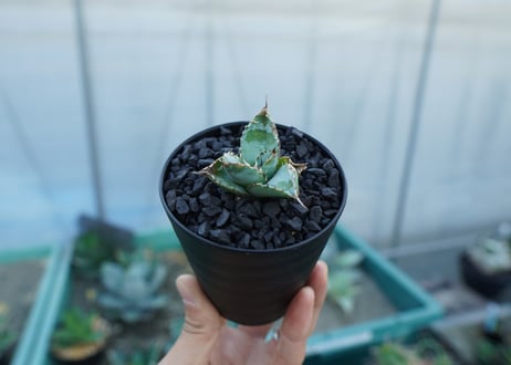 アガベ　チタノタ　ライオンズメーン　Agave titanota Lion's Mane
