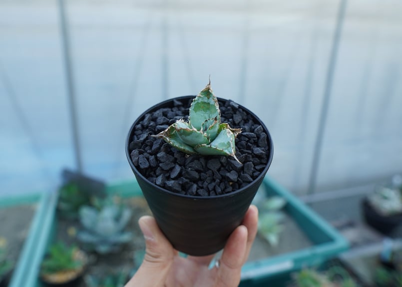アガベ チタノタ ライオンズメーン Agave titanota Lion's Mane |