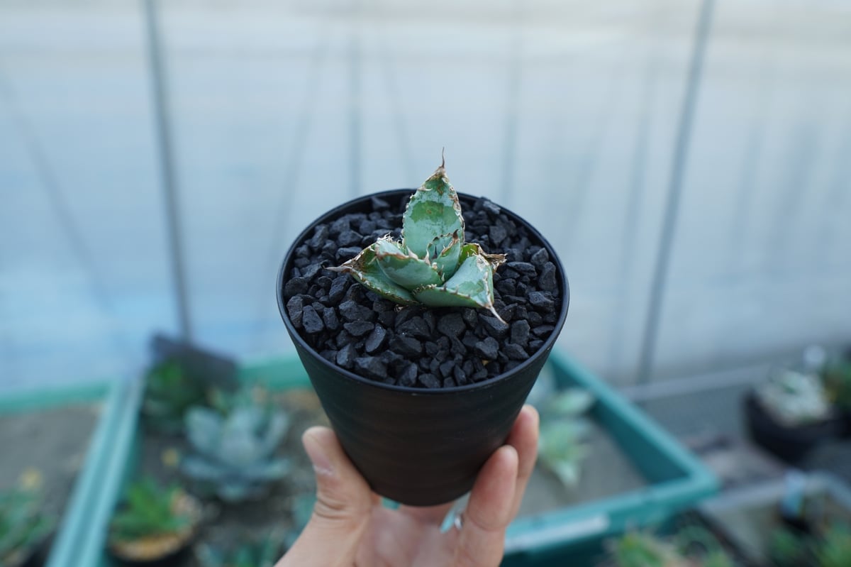 アガベ チタノタ ライオンズメーン Agave titanota Lion's Mane |