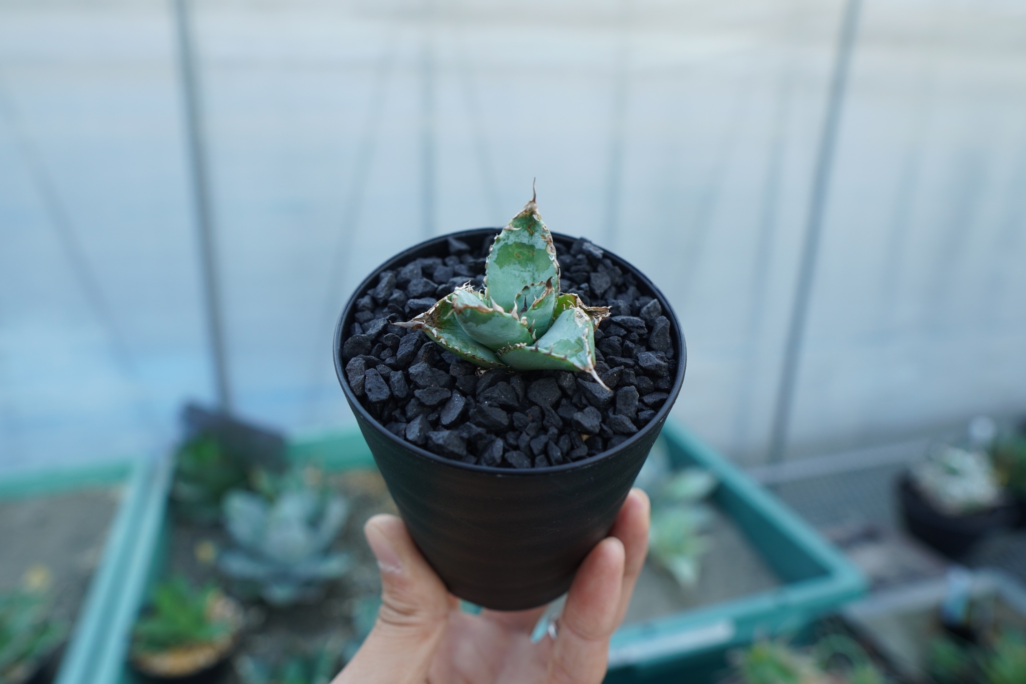 アガベ チタノタ ライオンズメーン Agave titanota Lion's Mane |