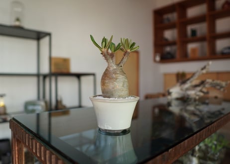 パキポディウム　グラキリス　 Pachypodium Gracilius