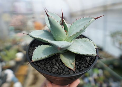 アガベ　ドラゴントゥース　Agave Dagontoes　No.2
